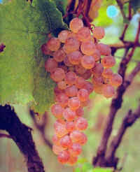 Rkatsiteli white grape